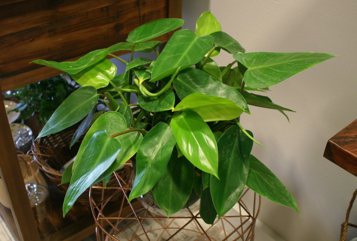 Филодендрон с гигантскими листьями превратит квартиру в тропический оазис