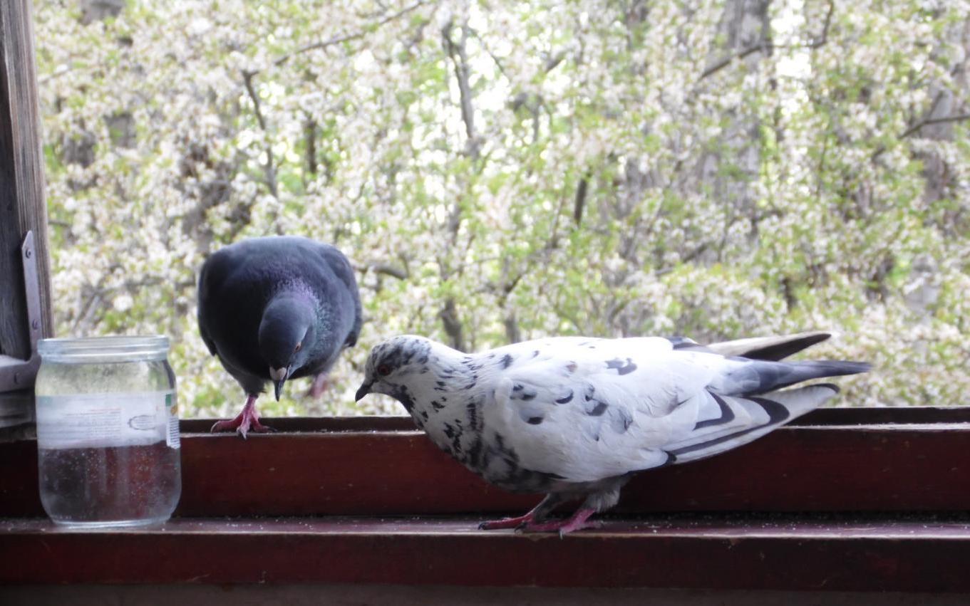 Эффективные способы избавиться от голубей на балконе и защитить недвижимость