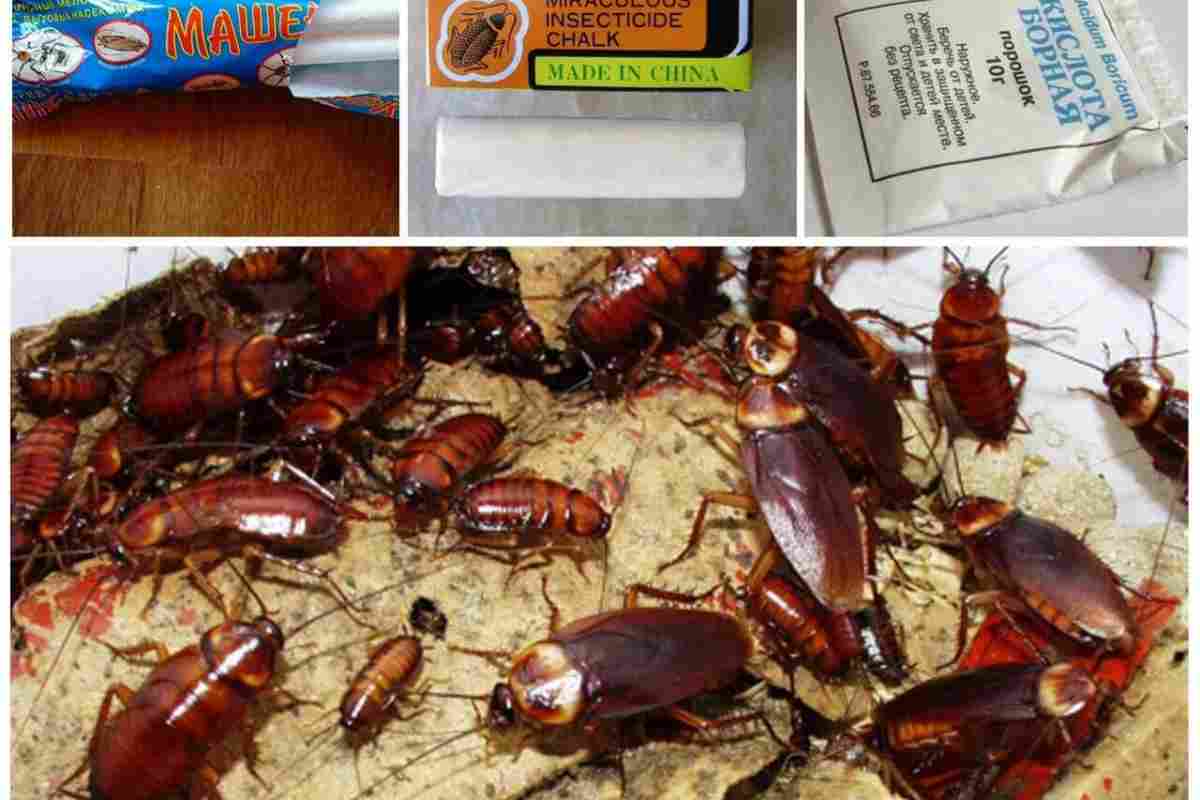 Эффективные способы избавиться от тараканов в квартире раз и навсегда