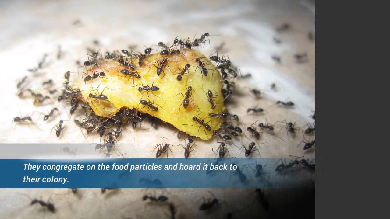 Эффективные способы избавиться от муравьев в квартире и на даче