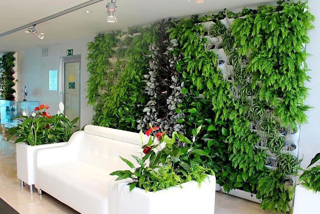 Эта лиана превратит вашу квартиру в оазис даже при нулевом уходе