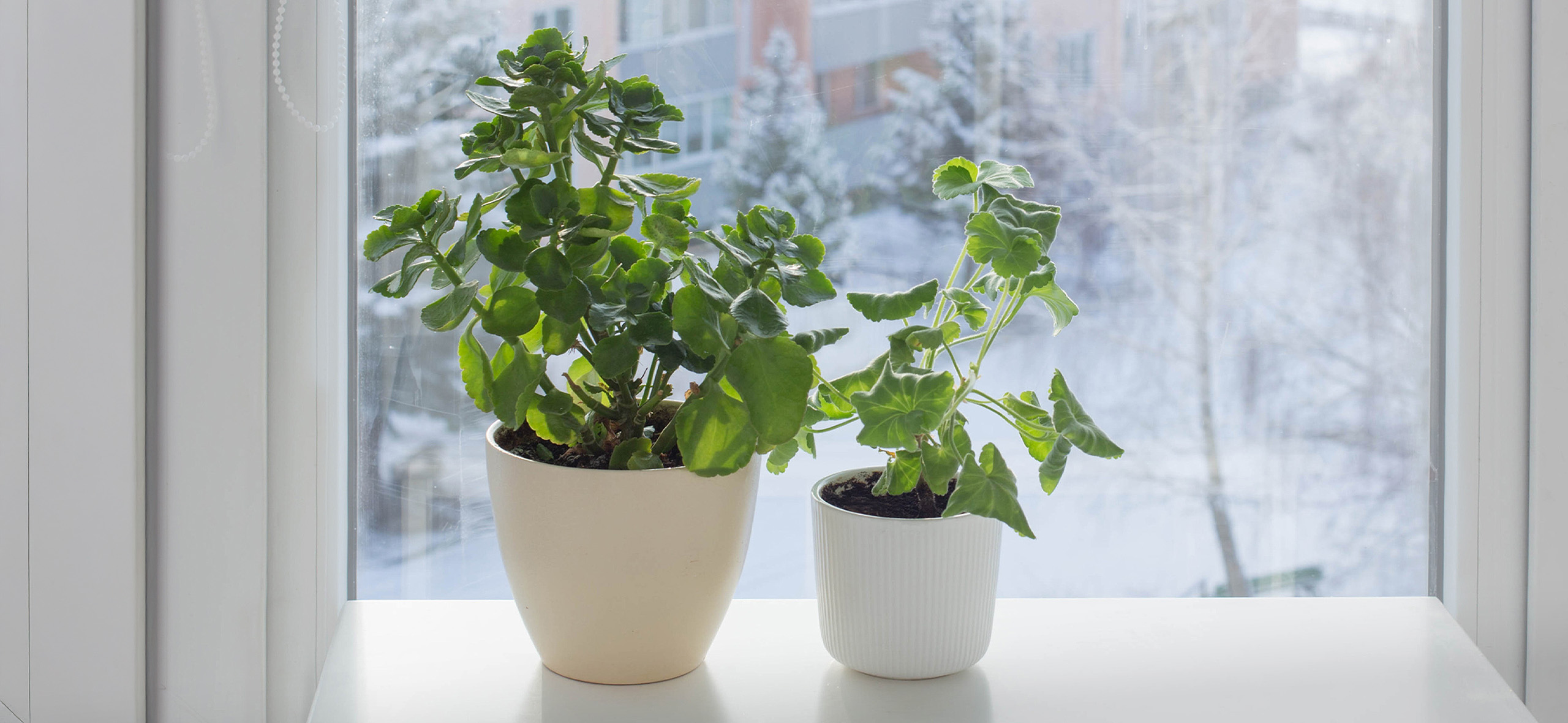 Эти 8 правил спасут ваши комнатные растения зимой и добавят ценности квартире