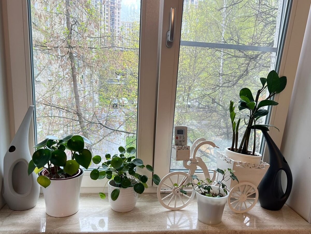 Эти 8 правил спасут ваши комнатные растения зимой и добавят ценности квартире