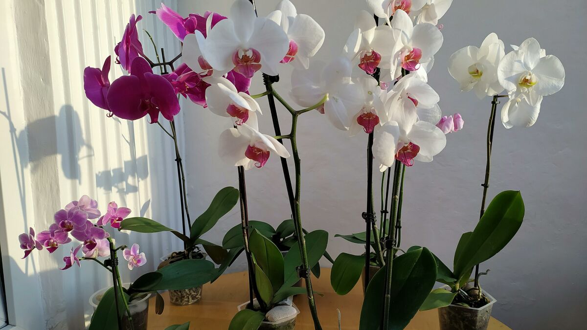 Орхидея погибает Вот как вернуть ей жизнь за 3 дня