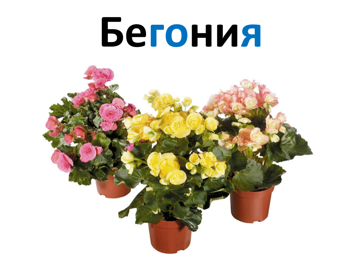 Как бегонии превратят ваш дом в оазис без лишних усилий
