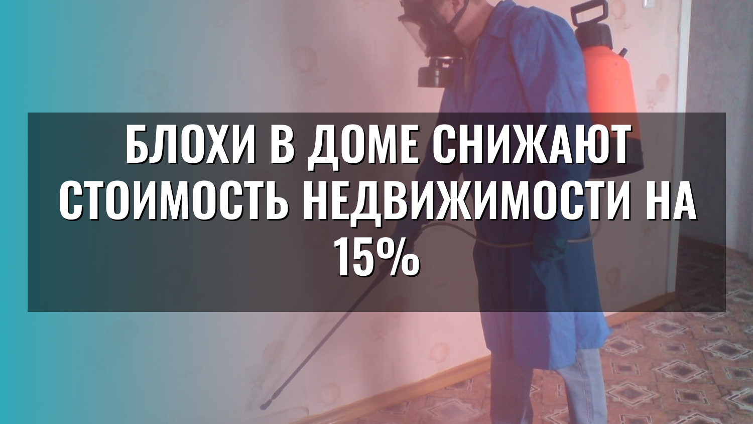 Блохи в доме снижают стоимость недвижимости на 15%