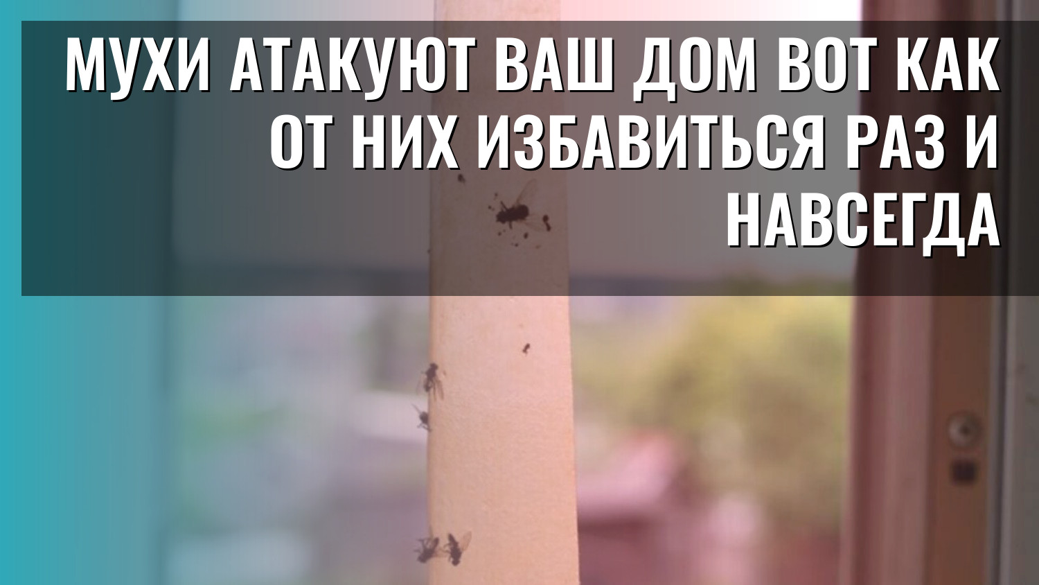 Мухи атакуют ваш дом Вот как от них избавиться раз и навсегда