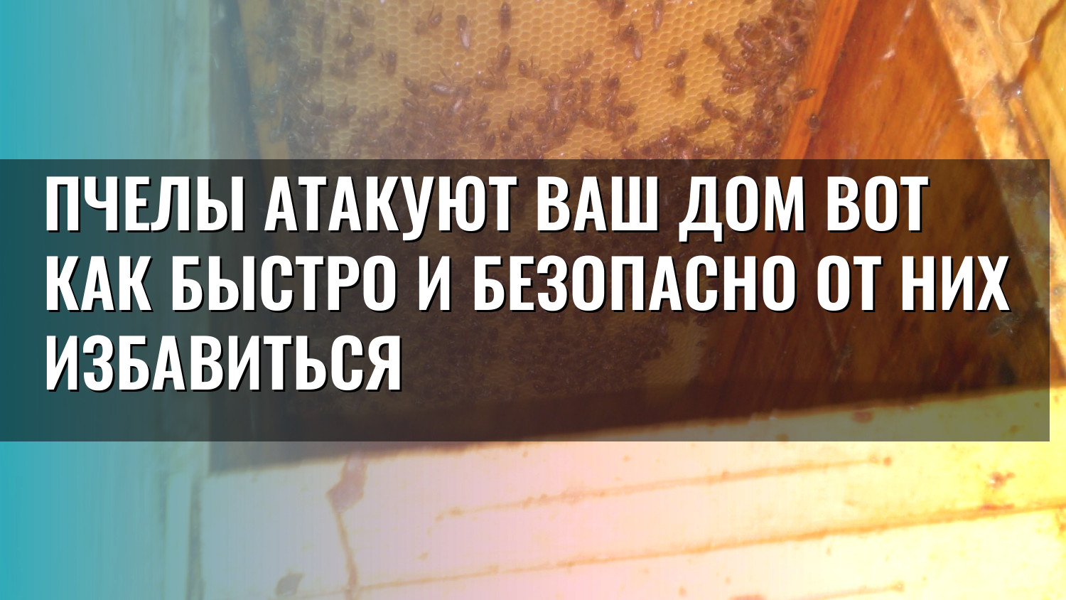 Пчелы атакуют ваш дом вот как быстро и безопасно от них избавиться