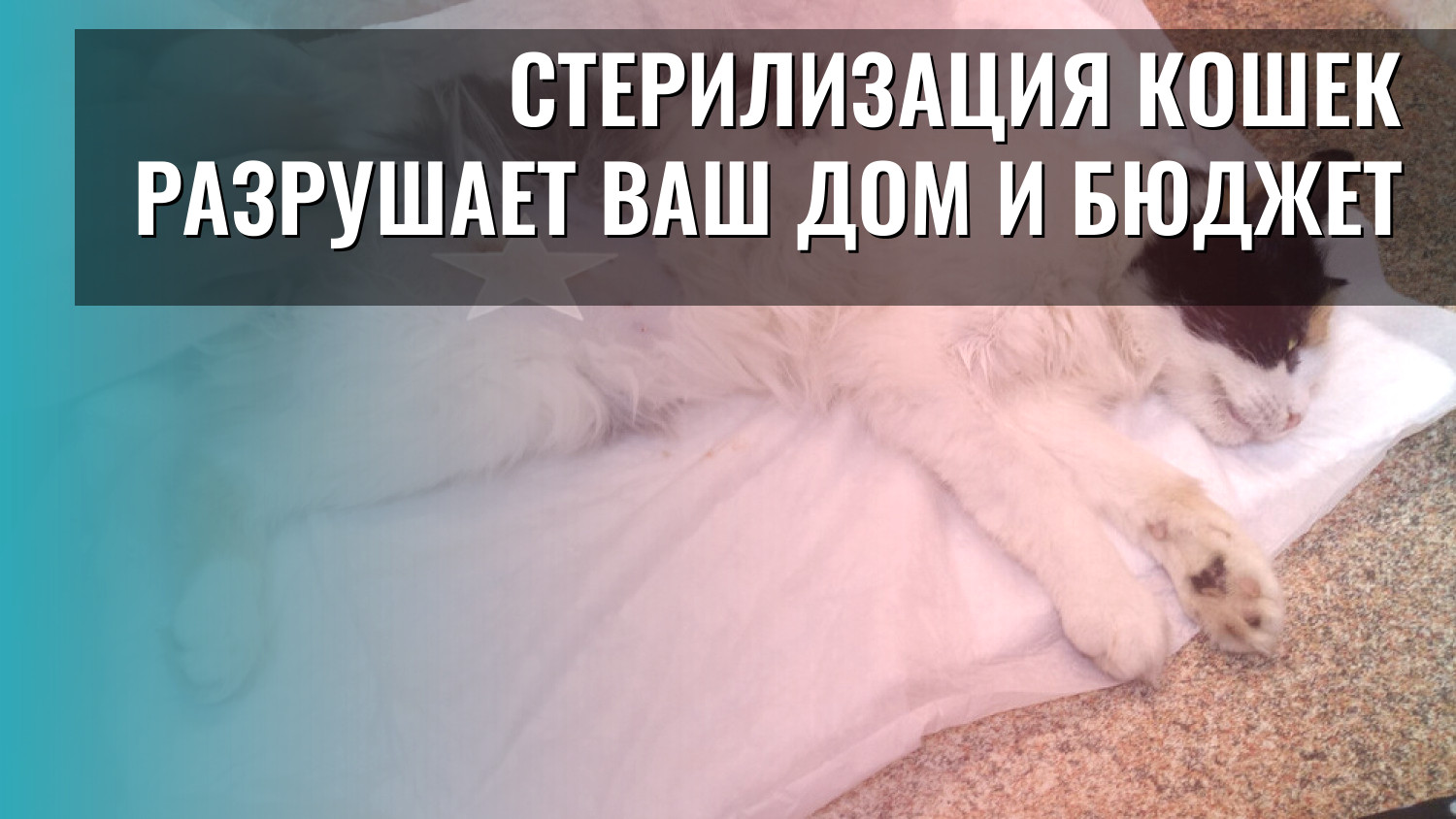 Стерилизация кошек разрушает ваш дом и бюджет