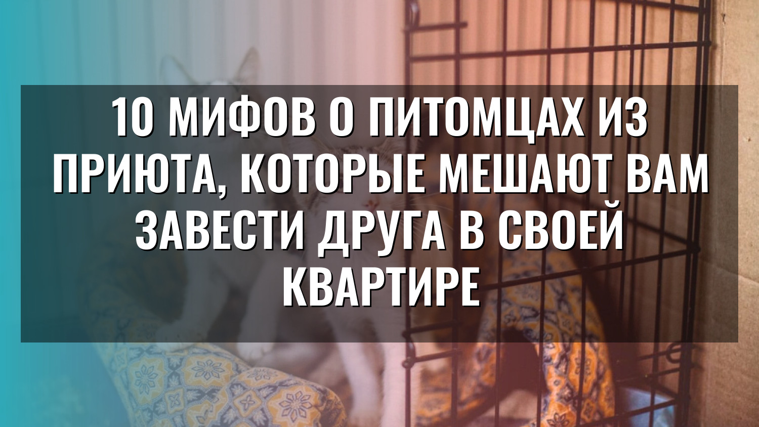 10 мифов о питомцах из приюта, которые мешают вам завести друга в своей квартире