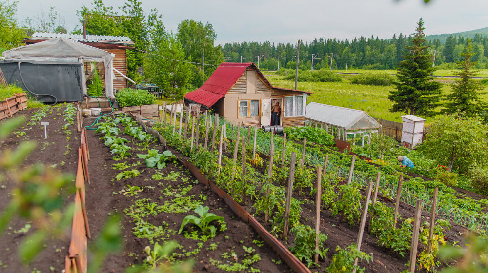 Штраф за шашлыки на даче в 2025 Пройдите тест и узнайте риски