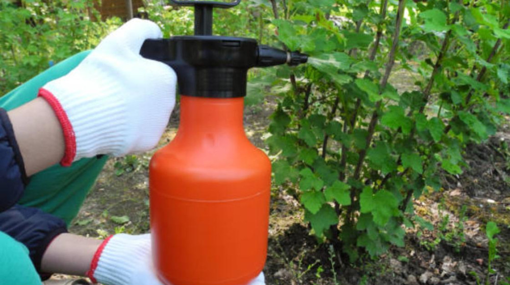 Экологичные способы избавиться от вредителей на даче без химии