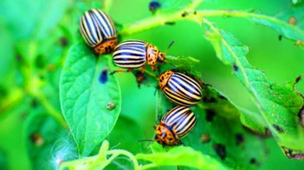 Эти простые способы спасут ваш картофель от колорадского жука
