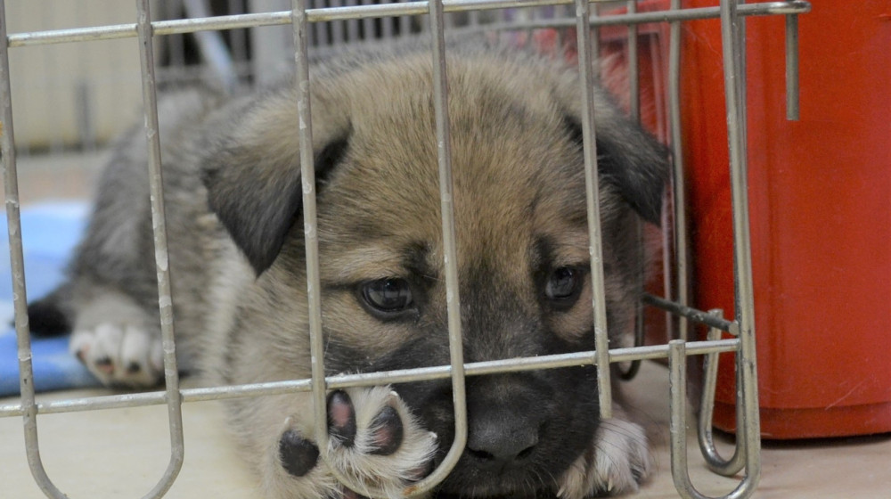 Этих животных теперь нельзя держать в квартире и что делать владельцам