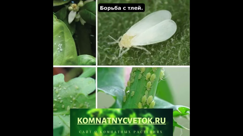 Трипсы атакуют ваши растения вот как спасти домашний оазис