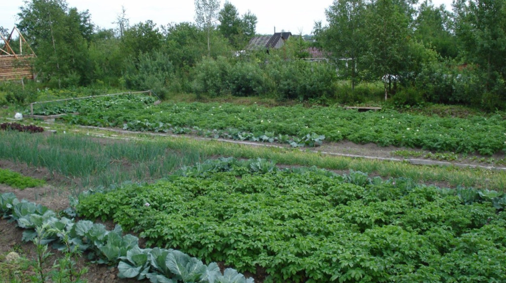 6 соток могут приносить доход если знать эти секреты