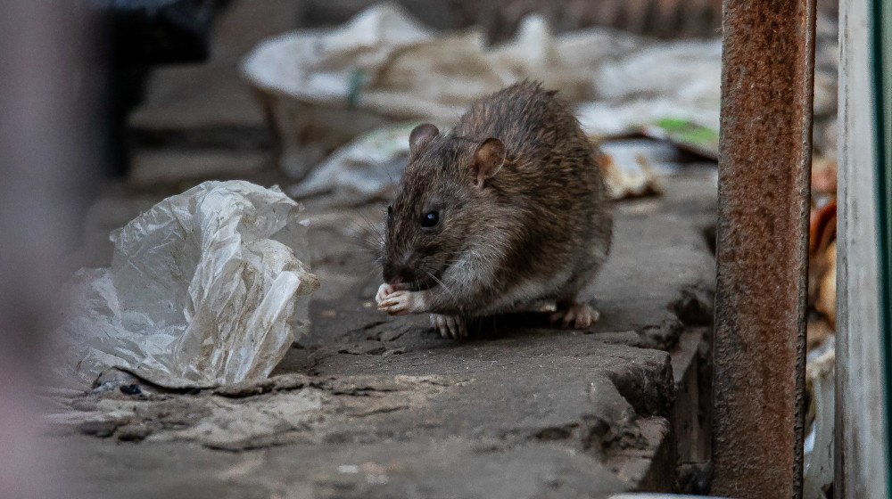 Крысы захватили Петербург и угрожают вашей недвижимости