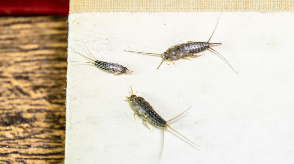 Эти насекомые могут испортить вашу квартиру и снизить ее стоимость